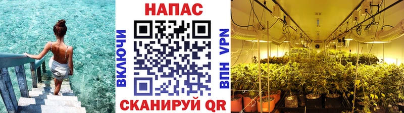 Купить  Нижний Новгород  Бошки марихуана конопля 